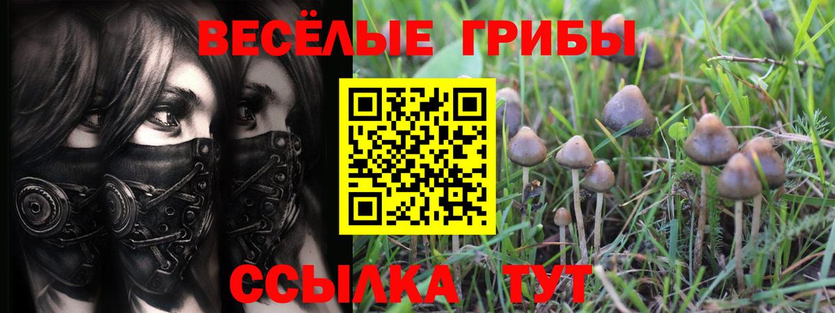 Фрязино  купить  цена  Вход с VPN  Псилоцибиновые грибы Psilocybe 